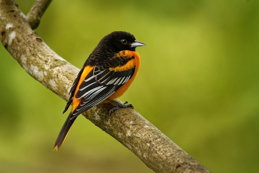 bigstock-Baltimore-Oriole--Icterus-Gal-287702206